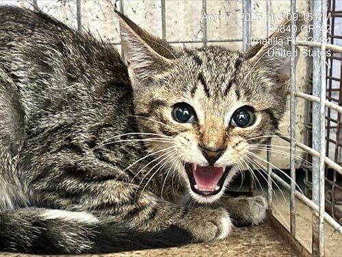 EUGENIE - Domestic Short Hair available for adoption