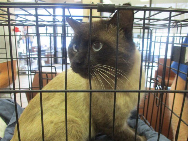 A377285 - Siamese available for adoption