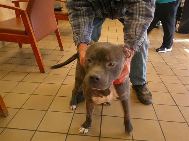 MEATBALL - American Pit Bull Terrier available for adoption