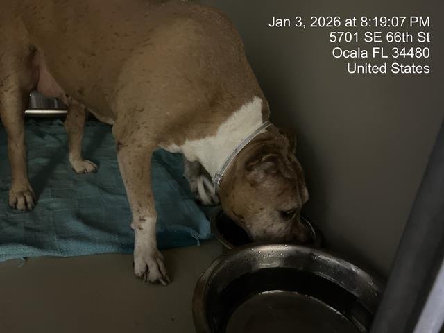 KIMMIE - American Pit Bull Terrier available for adoption