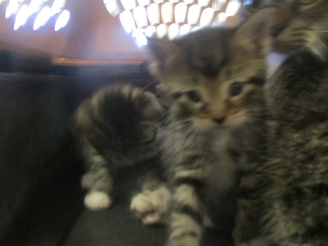 PEANUT Image