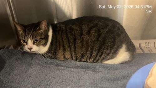 PAWS - Domestic Short Hair available for adoption