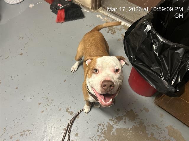 JARROD - American Pit Bull Terrier available for adoption