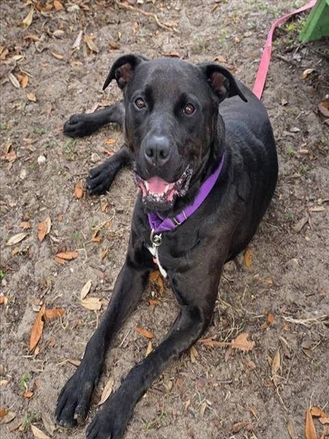 LUNA BEAR - Labrador Retriever available for adoption