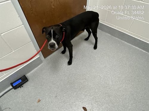 A382731 - American Pit Bull Terrier available for adoption