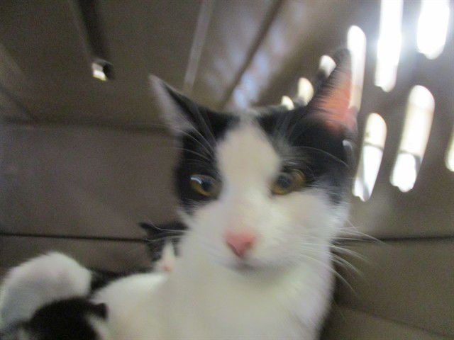 LOLLIPOP - Domestic Short Hair available for adoption