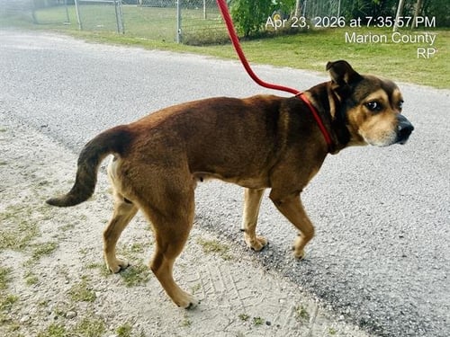 KIP - Black Mouth Cur available for adoption