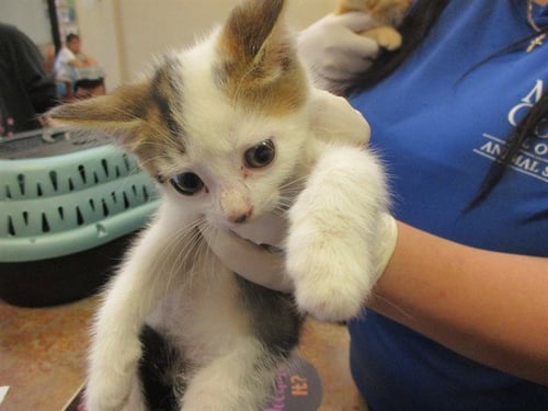 SERENA - Domestic Short Hair available for adoption