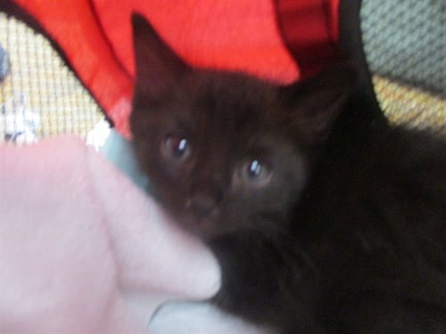 TITUS - Domestic Short Hair available for adoption