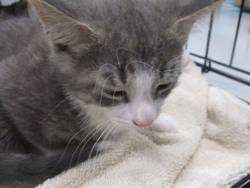 NOAH - Domestic Short Hair available for adoption