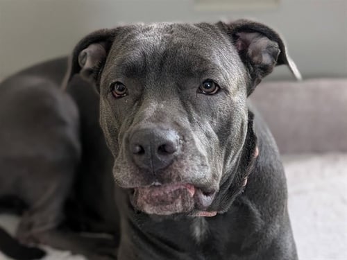 WREN - American Pit Bull Terrier available for adoption