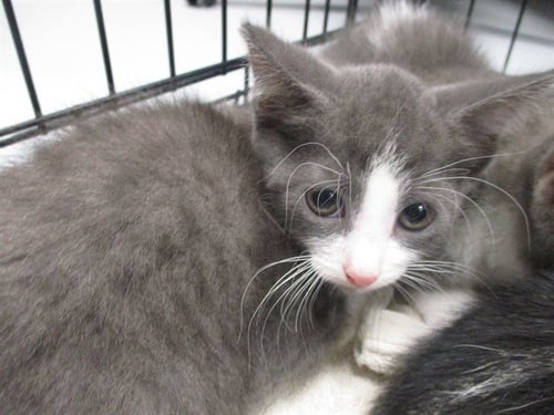 NANA - Domestic Short Hair available for adoption