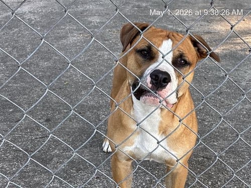 BRONNY - American Pit Bull Terrier available for adoption