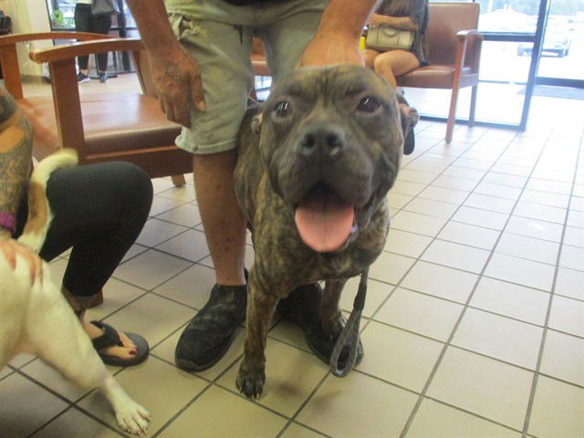 EUGENE - American Pit Bull Terrier available for adoption