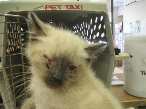 A381124 - Domestic Short Hair available for adoption