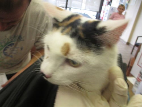 SASSY - Domestic Short Hair available for adoption