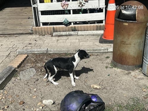 HAMMY - Labrador Retriever available for adoption