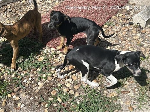 HEATHER - Labrador Retriever available for adoption