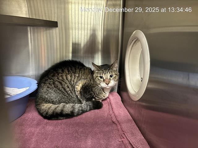 PRINCESS - Domestic Short Hair available for adoption