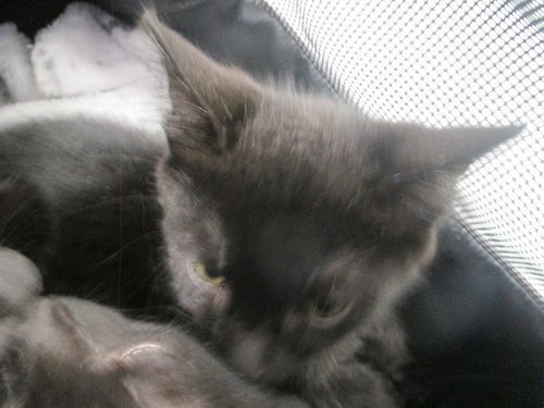 SHRIMP - Domestic Short Hair available for adoption