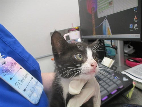A382753 - Domestic Short Hair available for adoption