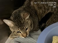 BIGGIE SMALLS - Photo 1