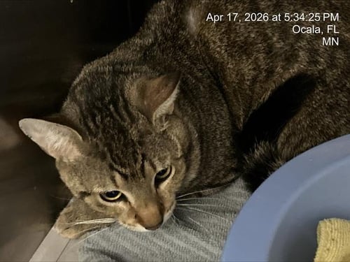 BIGGIE SMALLS - Domestic Short Hair available for adoption