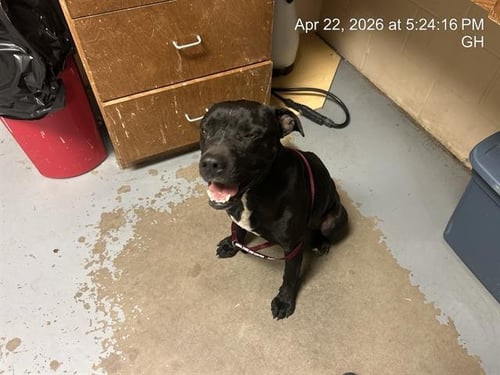 STETSON - American Pit Bull Terrier available for adoption