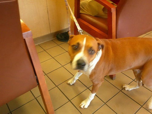 PEANUT - Boxer available for adoption