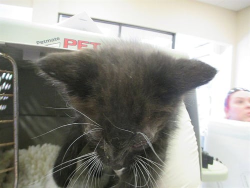 A381120 - Domestic Short Hair available for adoption