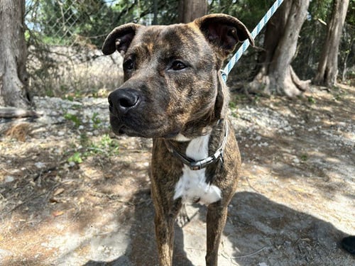 RUBERT - American Pit Bull Terrier available for adoption