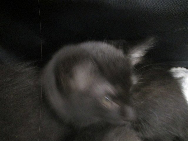OLIVER Image