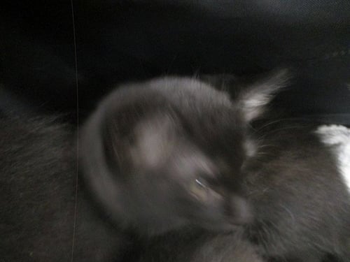 OLIVER - Domestic Short Hair available for adoption