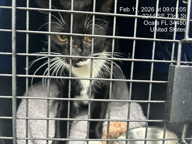 FRICK - Domestic Short Hair available for adoption