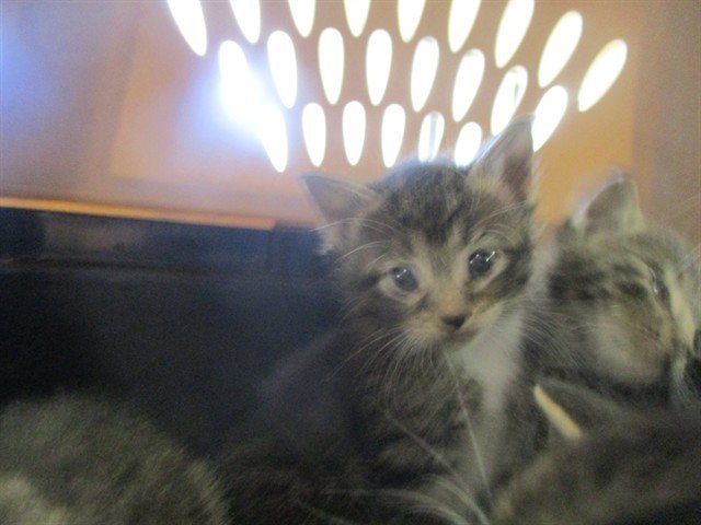 MISSY Image