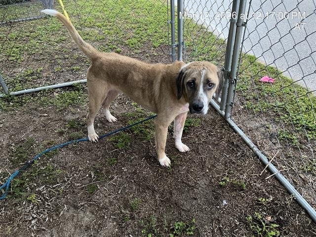 MUD-BUDD - Hound available for adoption
