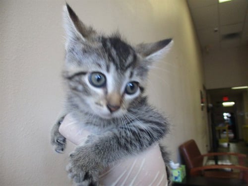 YOYO - Domestic Short Hair available for adoption