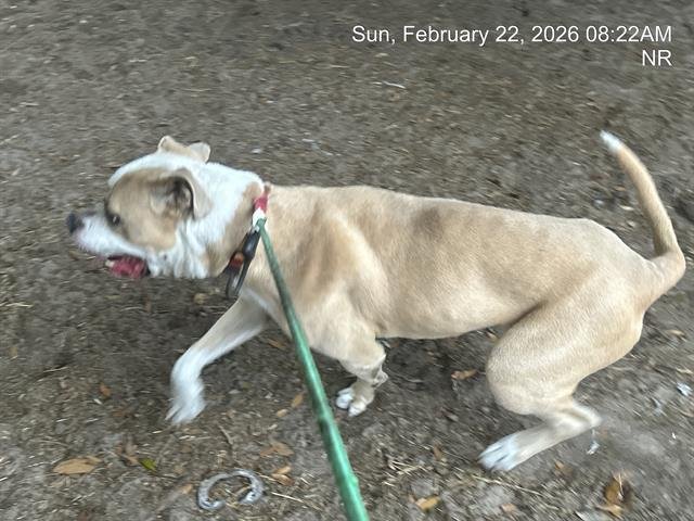 BOWSER - American Bulldog available for adoption
