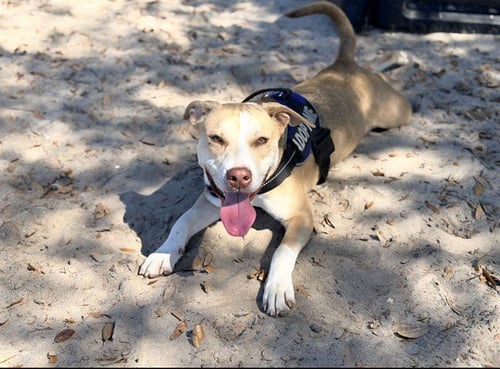 EMMIE - American Pit Bull Terrier available for adoption