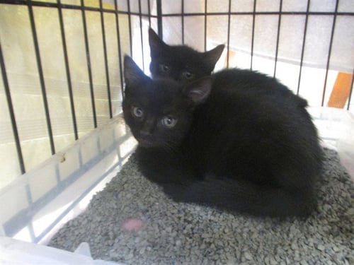 POPEYE - Domestic Short Hair available for adoption