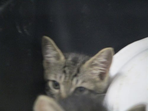 HAN SOLO - Domestic Short Hair available for adoption