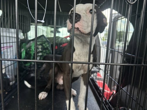 CHANCE - American Pit Bull Terrier available for adoption