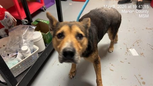 LECHONA - Queensland Heeler available for adoption