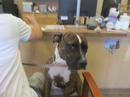 LENNY - Staffordshire Bull Terrier available for adoption