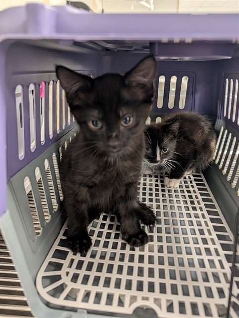 THEODORE - Domestic Short Hair available for adoption