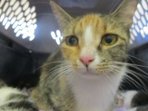 MARIGOLD - Domestic Short Hair available for adoption