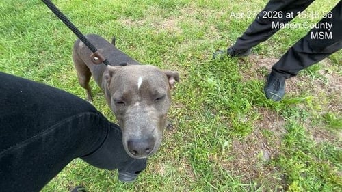 TIANA - American Pit Bull Terrier available for adoption