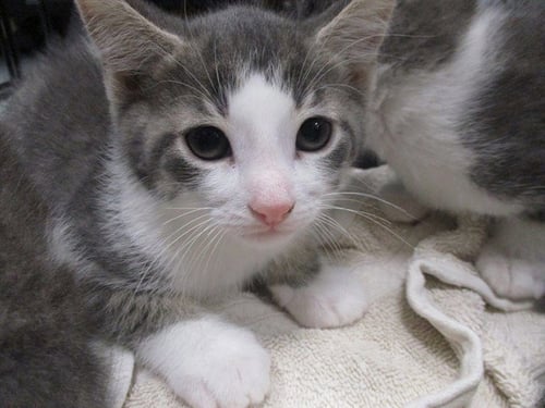 MELMAN - Domestic Short Hair available for adoption