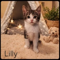 LILLY - Photo 1