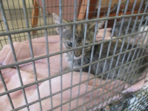 VENUS - Domestic Short Hair available for adoption